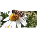 شاشة تلفزيون 32 بوصة شاومي Xiaomi Mi TV P1 32inch مع نتفلكس