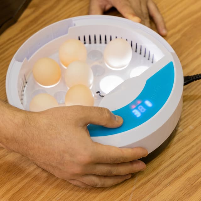 فقاسة البيض الرقمية Digital Egg Incubator for Chicken Poultry Hatcher - Olsenmark