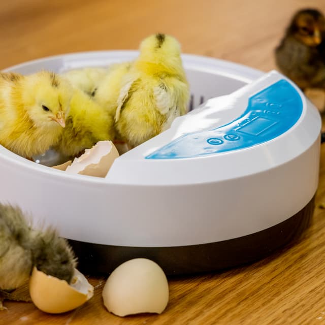 فقاسة البيض الرقمية Digital Egg Incubator for Chicken Poultry Hatcher - Olsenmark