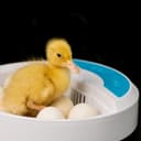 فقاسة البيض الرقمية Digital Egg Incubator for Chicken Poultry Hatcher - Olsenmark