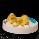 فقاسة البيض الرقمية Digital Egg Incubator for Chicken Poultry Hatcher - Olsenmark