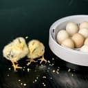 فقاسة البيض الرقمية Digital Egg Incubator for Chicken Poultry Hatcher - Olsenmark