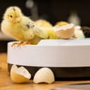 فقاسة البيض الرقمية Digital Egg Incubator for Chicken Poultry Hatcher - Olsenmark