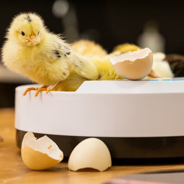فقاسة البيض الرقمية Digital Egg Incubator for Chicken Poultry Hatcher - Olsenmark