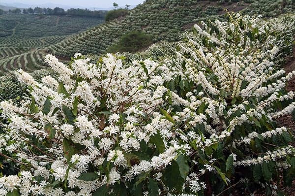 قهوة برازيلية بنكهة التفاح واللوز مع الكراميل 250 جرام سرايا Saraya Brazil Diamond Minas Gerais Natural