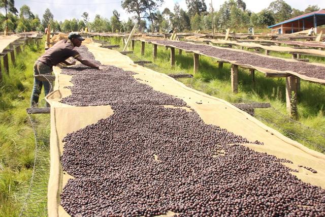 قهوة بوروندي جيشا منكهة بالفراولة مع التوت البري والحمضيات 250 جرام سرايا Saraya Burundi Gisha Natural - SW1hZ2U6NTczNDky