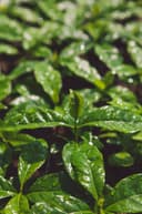 قهوة برازيلية بنكهة التفاح واللوز مع الكراميل 250 جرام سرايا Saraya Brazil Diamond Minas Gerais Natural