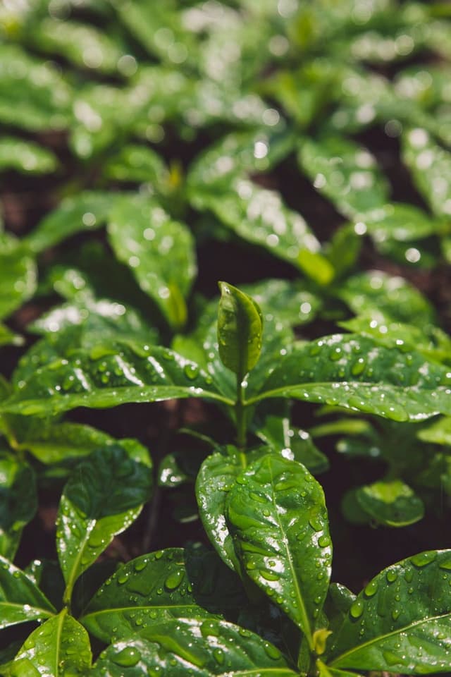 قهوة برازيلية بنكهة التفاح واللوز مع الكراميل 250 جرام سرايا Saraya Brazil Diamond Minas Gerais Natural