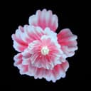 جهاز هولوجرام 18000 ساعة يعرض الصور والفيديو 3D كروني CRONY 3D Hologram Advertising Display Holographic Imaging Naked Eye Fan