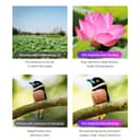 Apexel 60X Telephoto Smartphone Lens