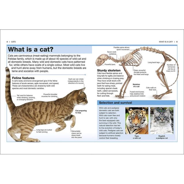 كتاب مصور للاطفال عن القطط من مجموعة بوكيت من دار نشر دي كي DK Cats