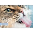 كتاب مصور للاطفال عن القطط من مجموعة بوكيت من دار نشر دي كي DK Cats