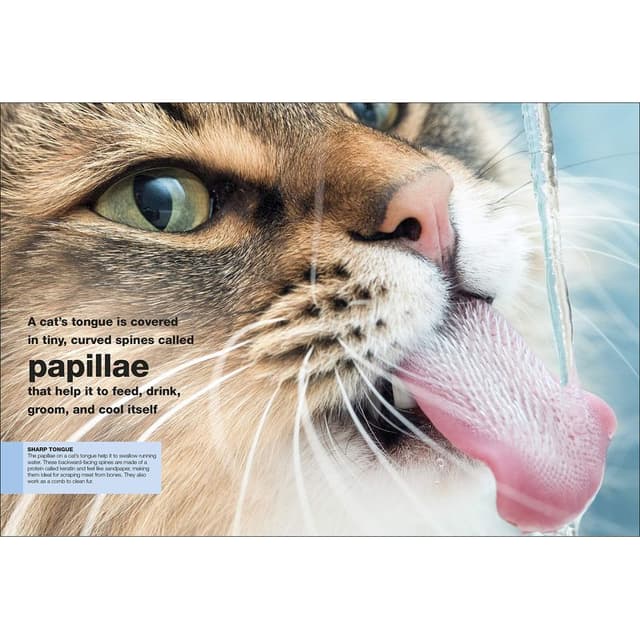 كتاب مصور للاطفال عن القطط من مجموعة بوكيت من دار نشر دي كي DK Cats