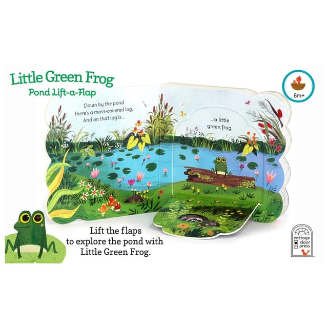 كتاب مصور للاطفال عن الضفادع "الضفدع الأخضر الصغير" من دار نشر كوتاج دور Little Green Frog