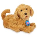 Moji - The Lovable Labradoodle