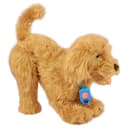 Moji - The Lovable Labradoodle