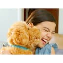 Moji - The Lovable Labradoodle