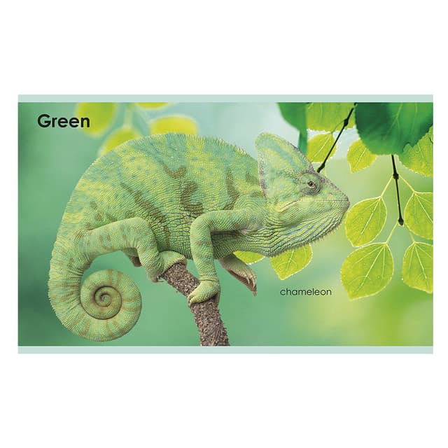 كتاب مصور للاطفال عن الالوان"ألواني الاولى" من دار نشر دي كي My First Colors